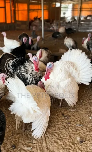 Turkey for Sale