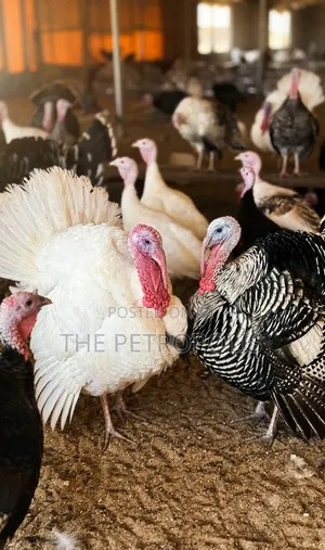 Turkey for Sale Near Me