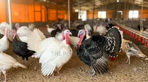 Jumbo Turkey for Sale
