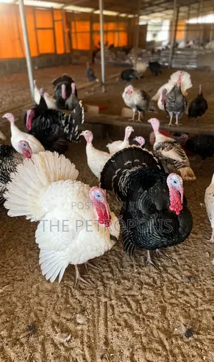 Turkey for Sale Near Me