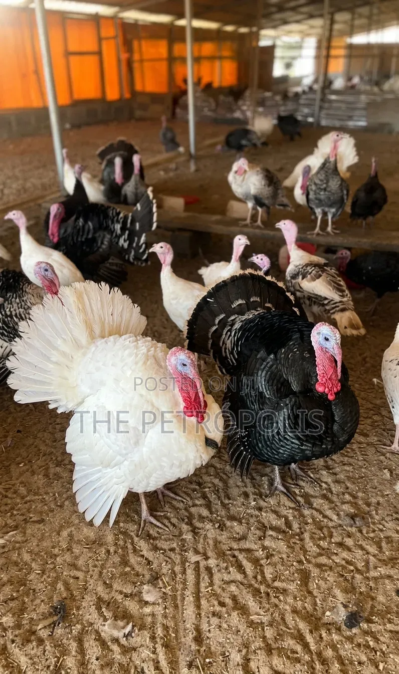 Turkey for Sale Near Me