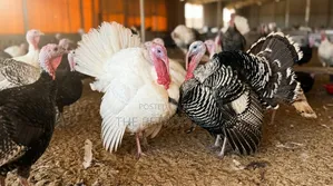 Turkey for Sale Near Me