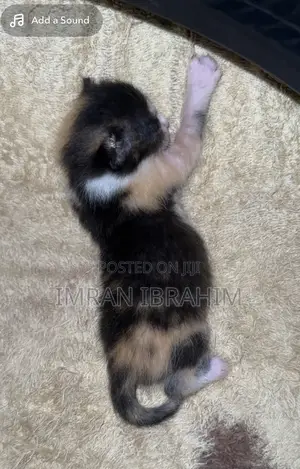 0-1 month Male Mixed Breed American Shorthair