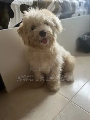 6-12 months Female Purebred Lhasa Apso
