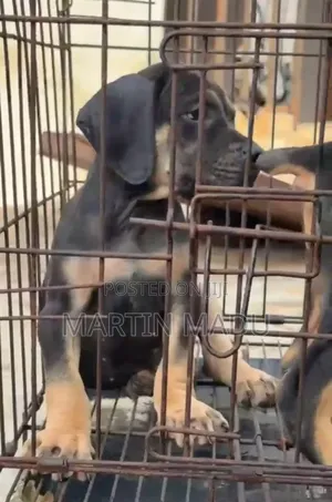 1-3 months Female Purebred Boerboel