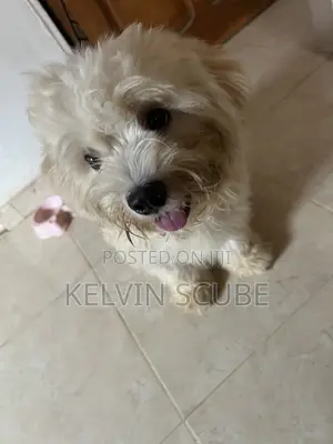 6-12 months Female Purebred Lhasa Apso