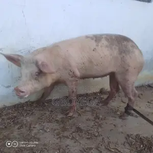 Female Pig Available