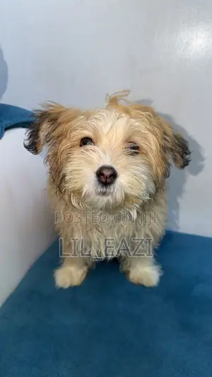 3-6 months Male Mixed Breed Lhasa Apso