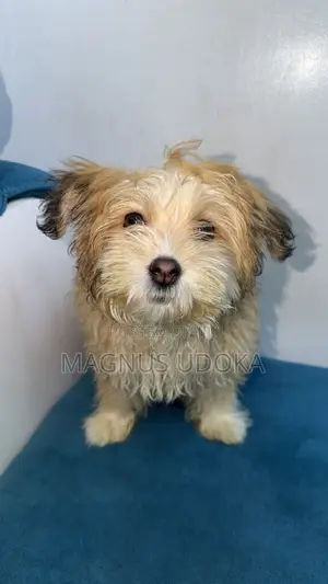 3-6 months Male Mixed Breed Lhasa Apso