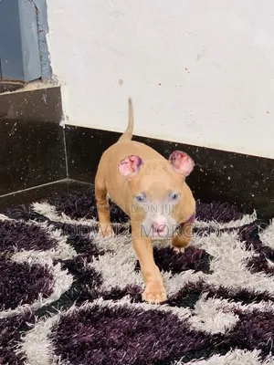 0-1 month Female Mixed Breed American Bully