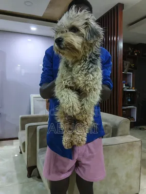 6-12 months Female Purebred Lhasa Apso