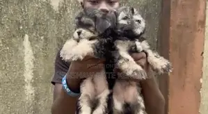 3-6 months Female Purebred Lhasa Apso