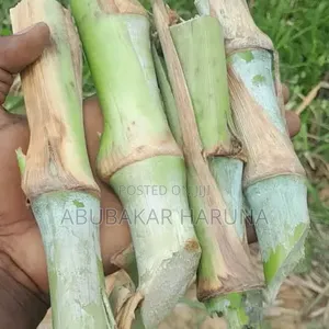 Juncoa Grass Cuttings