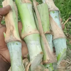 Juncoa Grass Cuttings