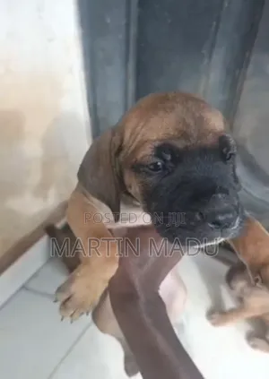 1-3 months Male Purebred Boerboel