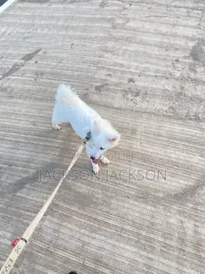 1+ year Male Purebred American Eskimo