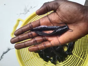Juvenile Catfish of 8.5cm