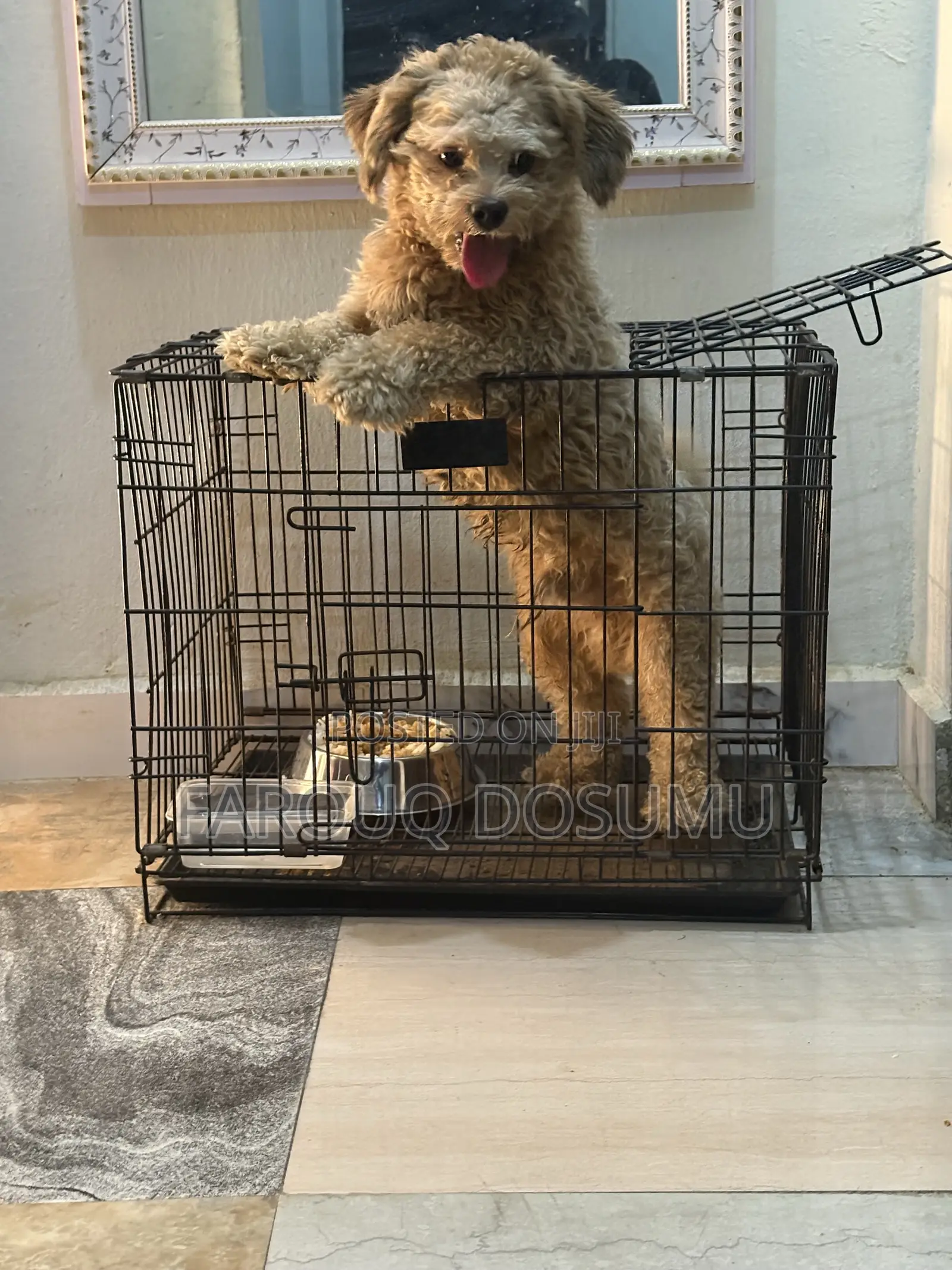 Dog Cage for Pet