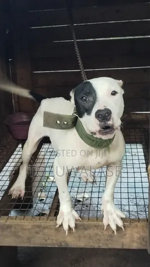 6-12 months Female Purebred American Pit Bull Terrier
