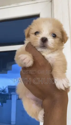 1-3 months Female Purebred Lhasa Apso