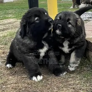 1-3 months Male Purebred Caucasian Shepherd