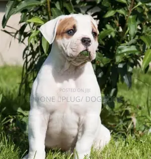 1-3 months Female Purebred Bulldog