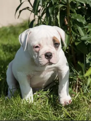 1-3 months Female Purebred Bulldog