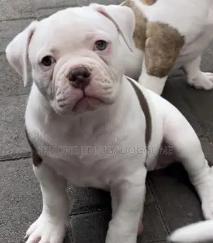 1-3 months Male Purebred Bulldog