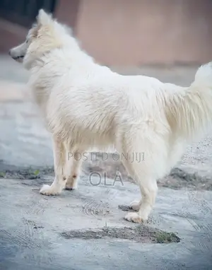 1+ year Male Purebred American Eskimo
