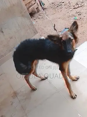 6-12 months Female Purebred German Shepherd