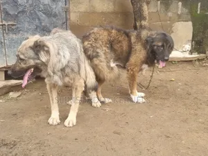 1+ year Female Purebred Caucasian Shepherd