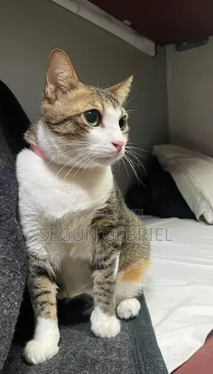 6-12 months Female Purebred Tabby