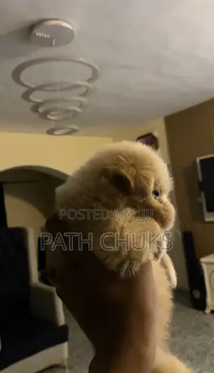 1-3 months Female Purebred Lhasa Apso
