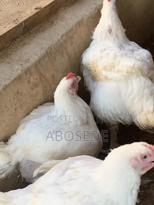 Broiler Chicken