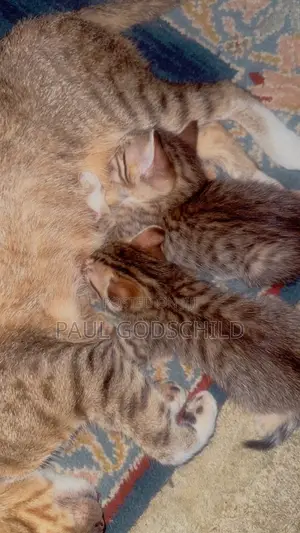 1-3 months Male Purebred Tabby