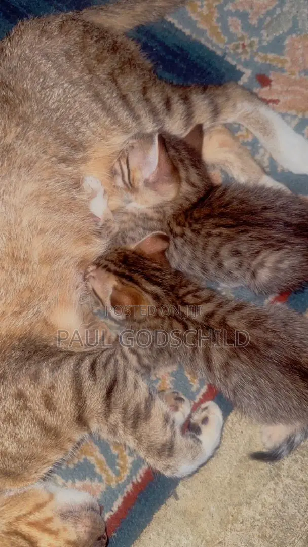 1-3 months Male Purebred Tabby
