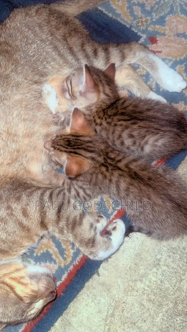 1-3 months Male Purebred Tabby