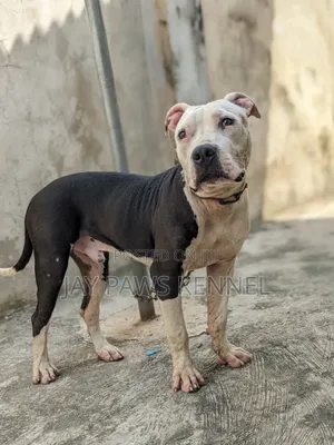 6-12 months Male Purebred American Pit Bull Terrier