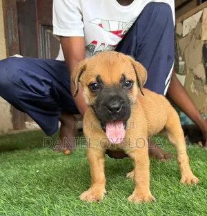 0-1 month Male Purebred Boerboel