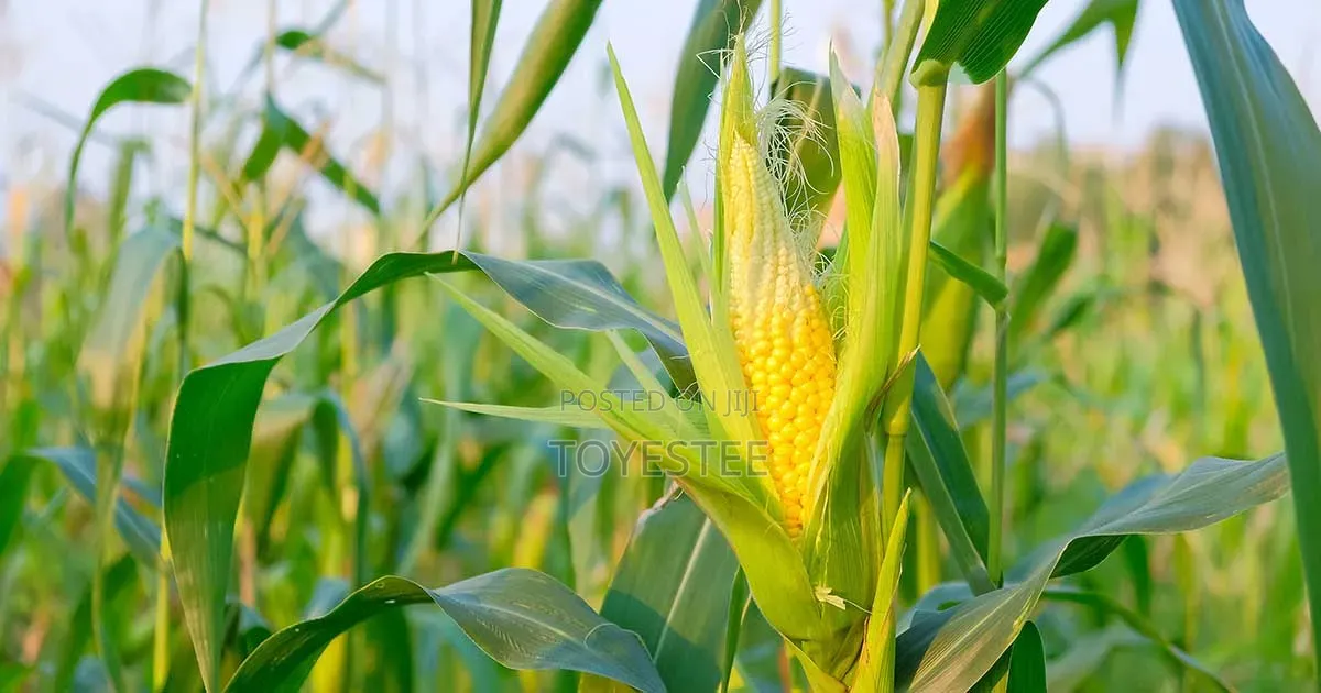 Freshly Harvested Corn on 2 Acres