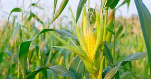 Freshly Harvested Corn on 2 Acres