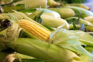 Freshly Harvested Corn on 2 Acres
