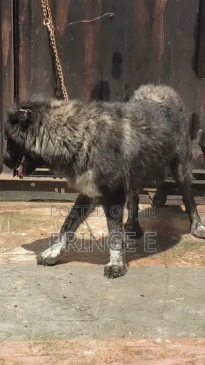 1+ year Female Purebred Caucasian Shepherd