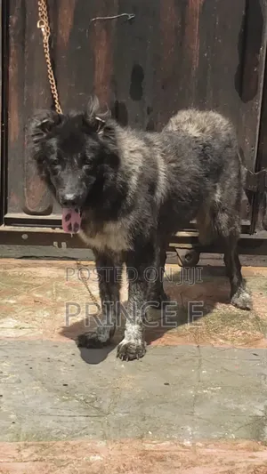 1+ year Female Purebred Caucasian Shepherd