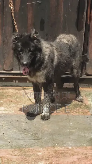 1+ year Female Purebred Caucasian Shepherd