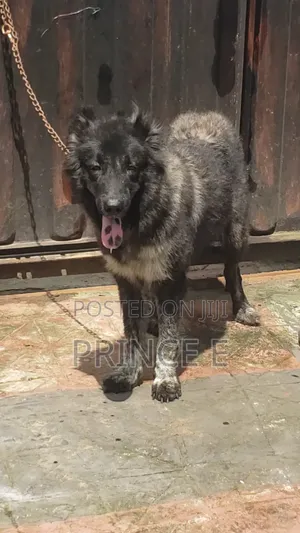 1+ year Female Purebred Caucasian Shepherd