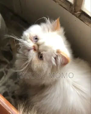 1-3 months Male Mixed Breed Turkish Angora