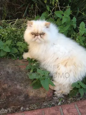 1-3 months Male Mixed Breed Turkish Angora