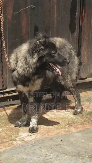 1+ year Female Purebred Caucasian Shepherd