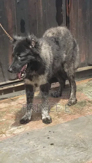 1+ year Female Purebred Caucasian Shepherd